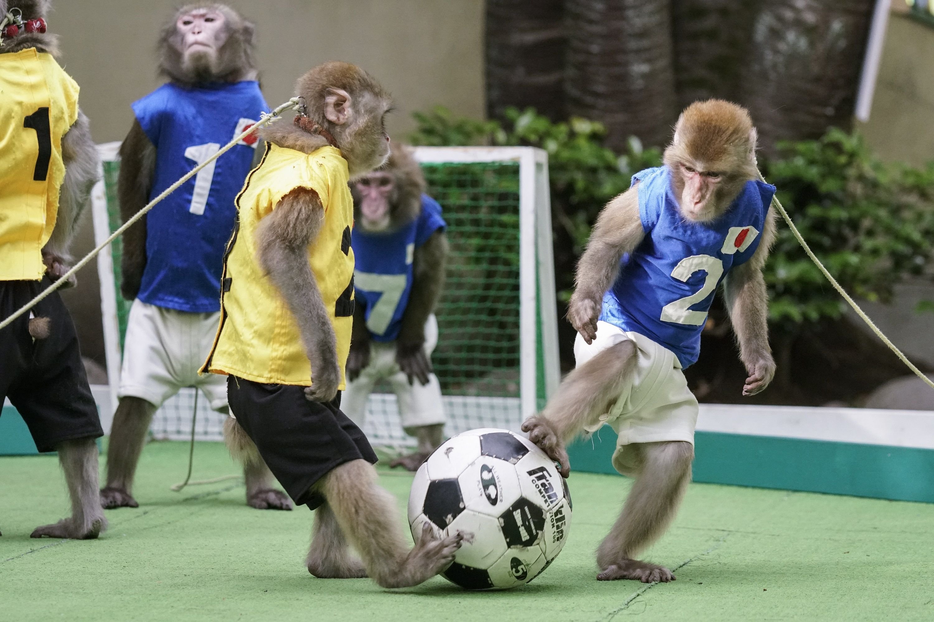 🐵 오사루 랜드 & 애니타운 (닛코 사루 군단)